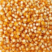 Gambar Jagung Lokal Madura Super Kualitas Benih Aman Bagi Kesehatan 500grm dari Madura indo toserba undefined 1 Tokopedia