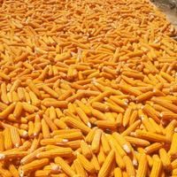 Gambar Jagung Lokal Madura Super Kualitas Benih Aman Bagi Kesehatan 500grm dari Madura indo toserba undefined 3 Tokopedia