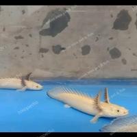 Gambar ikan Palmas leucistic / Endlicheri platinum snow white 10 cm grade A dari QUEEN INNA FISH ID undefined 1 Tokopedia