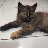 Gambar Kucing Persia warna langka super murah dari apajadaaaa undefined 1 Tokopedia