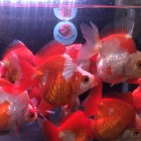 Gambar Ikan Hias Mas Koki Ryukin Super Quality - XXL dari Glory Goldfish undefined 3 Tokopedia