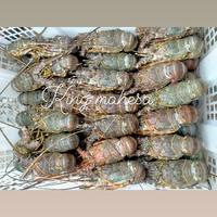 Gambar lobster laut fresh Frozen seafood segar termurah ak 150-200 gram 1kg dari mahesa king seafood undefined 2 Tokopedia