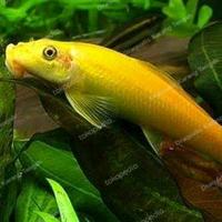Gambar Ikan Hias CAE Chinese algaeter dari Draquatic Karang Tengah undefined 1 Tokopedia