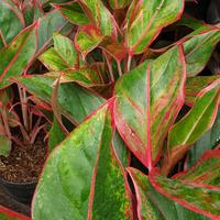 Gambar tanaman aglonema merah/ algonema listik dari istiana landscape aquatic undefined 3 Tokopedia