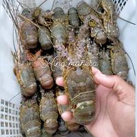 Gambar lobster laut fresh Frozen seafood segar termurah ak 150-200 gram 1kg dari mahesa king seafood undefined 1 Tokopedia