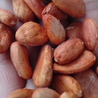Gambar Biji buah Cacao/coklat kering 500grm dari SJSTORE2 undefined 2 Tokopedia