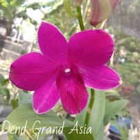 Gambar anggrek dendrobium dewasa dari Winda2226 undefined 3 Tokopedia