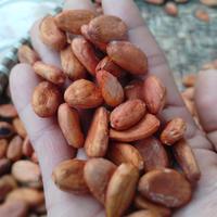 Gambar Biji buah Cacao/coklat kering 500grm dari SJSTORE2 undefined 1 Tokopedia