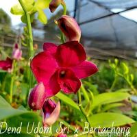 Gambar anggrek dendrobium dewasa dari Winda2226 undefined 1 Tokopedia