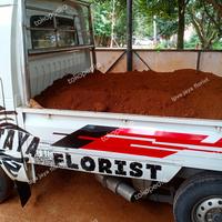 Gambar tanah merah untuk tanaman dan taman dari Ipva Jaya Florist undefined 1 Tokopedia
