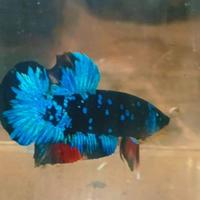 Gambar ikan cupang murah dari NA IKHSAN undefined 1 Tokopedia