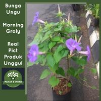 Gambar Tanaman hias morning glory rambat, bunga merambat Morning glory dari MEKAR INDAH_NEW undefined 1 Tokopedia