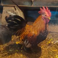 Gambar Sepasang ayam jago Kate istimewa dari Moriz354 undefined 5 Tokopedia