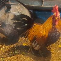 Gambar Sepasang ayam jago Kate istimewa dari Moriz354 undefined 4 Tokopedia