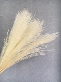 Gambar [Byliss] Dried Flower Brush Natural Brush White Bunga Kering - Natural dari Byliss undefined 2 Tokopedia