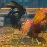 Gambar Sepasang ayam jago Kate istimewa dari Moriz354 undefined 2 Tokopedia