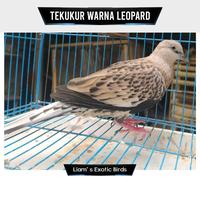 Gambar Burung Tekukur Warna Leopard Pilihan dari LiamExoticBird undefined 1 Tokopedia