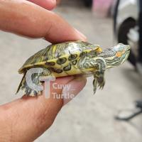 Gambar KURA KURA AIR Rio Grande SILANG Yellowbelly dari Cuyy Turtle undefined 3 Tokopedia