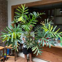 Gambar philodendron java beauty varigata indukan dari all faeza flora undefined 2 Tokopedia