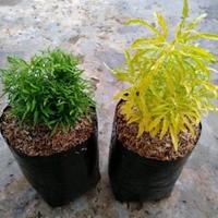 Gambar ( BISA COD ) Tanaman Hias Brokoli Kuning & Hijau Hiasan Taman Brokoly - Brokoly Hijau dari CARE SENTOO undefined 2 Tokopedia