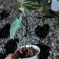 Gambar Tanaman hias philodendron glorious dark form/ ori dari Ulf tanaman undefined 3 Tokopedia