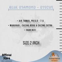Gambar IKAN HIAS DISCUS BLUE DIAMOND dari Animal Friends ID undefined 3 Tokopedia