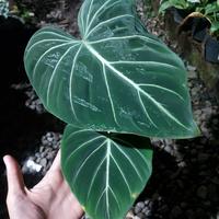 Gambar Tanaman hias philodendron glorious dark form/ ori dari Ulf tanaman undefined 1 Tokopedia