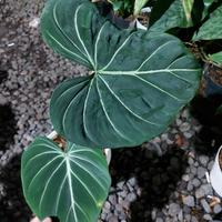 Gambar Tanaman hias philodendron glorious dark form/ ori dari Ulf tanaman undefined 2 Tokopedia
