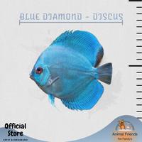 Gambar IKAN HIAS DISCUS BLUE DIAMOND dari Animal Friends ID undefined 1 Tokopedia
