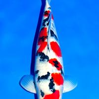 Gambar ikan koi sanke uk 8-12cm dari maulaquatik6 undefined 1 Tokopedia