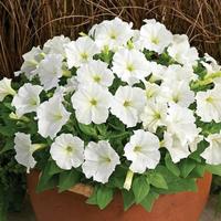 Gambar Benih Bibit Bunga Rambat Morning Glory White Moonflower - 7 biji dari Camelia Flowers undefined 3 Tokopedia