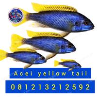 Gambar cichlid acei yellow tail - Biru, 5cm dari Aquarium dm undefined 1 Tokopedia