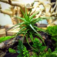 Gambar Tilandaia Tillandsia Bergeri dari Mamayu Kusuma undefined 1 Tokopedia