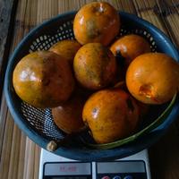Gambar buah sawo mentega buah alkesa dari nandi taman undefined 2 Tokopedia