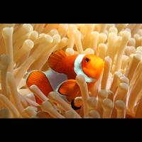 Gambar Wallpaper Dinding Custom Pemandangan Laut Dolphin Ikan Nemo - B dari Yoona wallpaper undefined 4 Tokopedia