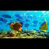 Gambar Wallpaper Dinding Custom Pemandangan Laut Dolphin Ikan Nemo - B dari Yoona wallpaper undefined 2 Tokopedia