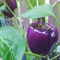 Gambar Biji Benih Paprika Ungu - Purple Sweet Bell Pepper Mudah Tumbuh dari Camelia Flowers undefined 4 Tokopedia