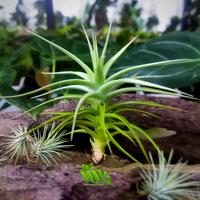 Gambar Tilandaia Tillandsia Bergeri dari Mamayu Kusuma undefined 2 Tokopedia
