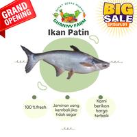 Gambar ikan patin fresh dari GhaniyyFarm undefined 1 Tokopedia