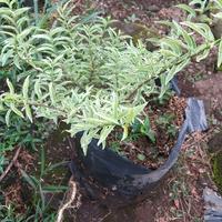 Gambar Tanaman Anting Putri Mikro Varigata Bahan Bonsai - Mikro Varigata dari Kebon Trubus Purbalingga undefined 3 Tokopedia
