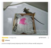 Gambar Racun Tikus Maowang Mati ditempat kering Ampuh Kuning Hologram dari Juragan Racunku undefined 2 Tokopedia