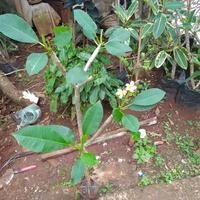 Gambar pohon kamboja bunga fink. tinggi 1 mtr. dari Mpim Taman Hias undefined 4 Tokopedia