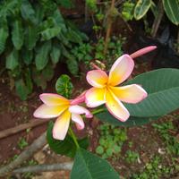 Gambar pohon kamboja bunga fink. tinggi 1 mtr. dari Mpim Taman Hias undefined 1 Tokopedia