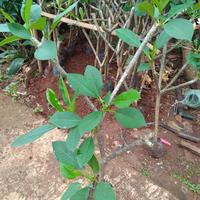 Gambar pohon kamboja bunga fink. tinggi 1 mtr. dari Mpim Taman Hias undefined 3 Tokopedia