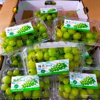 Gambar Anggur Shine Muscat / Buah Anggur Hijau 500gr 1 pack dari 21 import store undefined 1 Tokopedia
