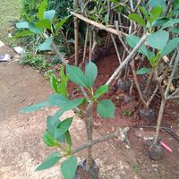 Gambar pohon kamboja bunga fink. tinggi 1 mtr. dari Mpim Taman Hias undefined 2 Tokopedia