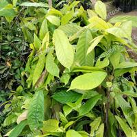 Gambar bibit tanaman kakao coklat hibrida unggul pohon ready hasil benih dari AGRO BIBIT SENTOSA1 undefined 1 Tokopedia