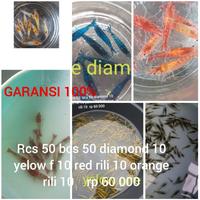 Gambar paket udang hias isi 140ekor aquascape dari Nisa Shrimp undefined 1 Tokopedia