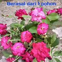 Gambar Stek Mawar Merah Kampung Bibit Tanaman Hias Pink dari Tin dan Zaitun undefined 1 Tokopedia