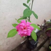 Gambar Stek Mawar Merah Kampung Bibit Tanaman Hias Pink dari Tin dan Zaitun undefined 5 Tokopedia